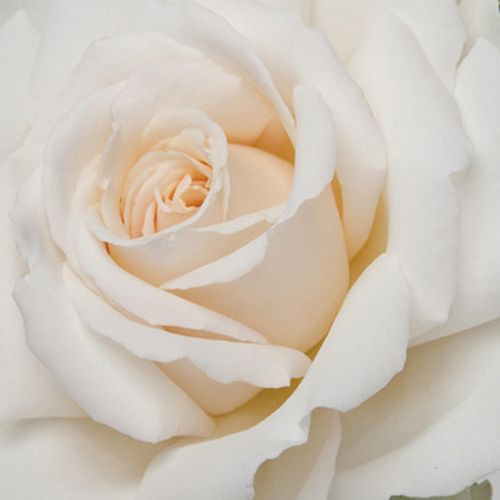 Rosa Métro™ - trandafir cu parfum intens - Trandafir copac cu trunchi înalt - cu flori teahibrid - alb - Samuel Darragh McGredy IV. - coroană dreaptă - ,-